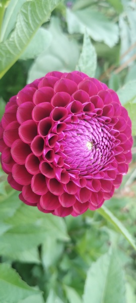 Who wants to look at my dahlias