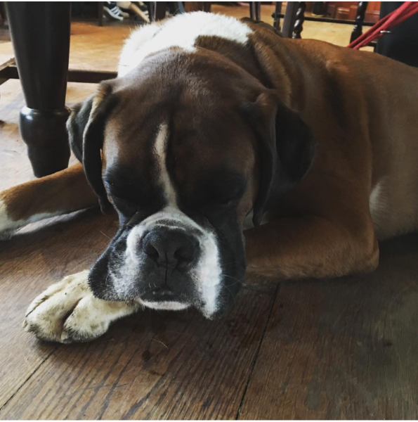 To not like dogs