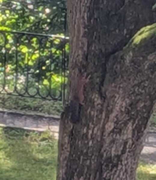 Thread 30 Starmer - Magic Roundabouts