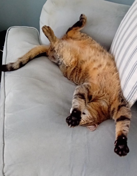 Chicken, Dreamies and Lickelix - the Excellent Cats form a disorderly queue