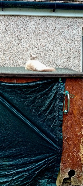 Chicken, Dreamies and Lickelix - the Excellent Cats form a disorderly queue