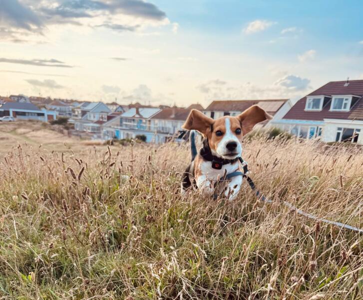 Dogs suddenly everywhere