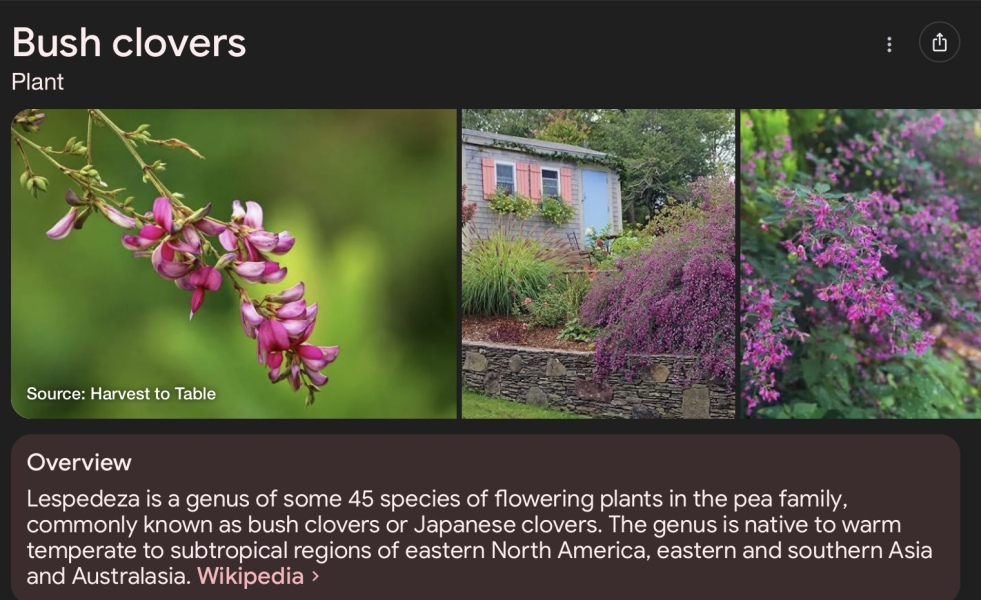 Does anybody else have a bush clover?
