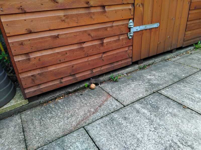 Is this a mouse or a rat?