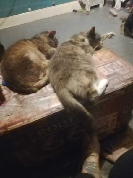 Chicken, Dreamies and Lickelix - the Excellent Cats form a disorderly queue