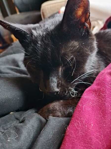 Chicken, Dreamies and Lickelix - the Excellent Cats form a disorderly queue