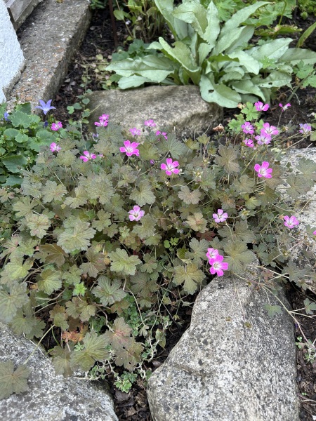 Something that looks a bit like lavender to soften the edge of steps but……