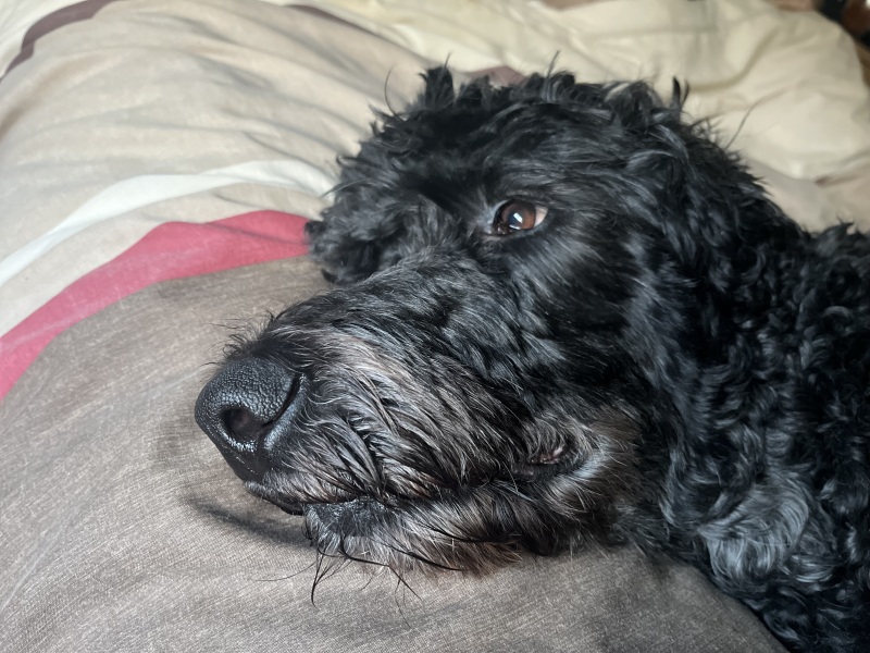 Thinking of getting a poodle cross?