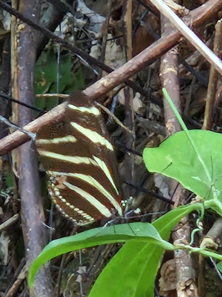 Thread 29 Starmer - Paint your Bandwagon