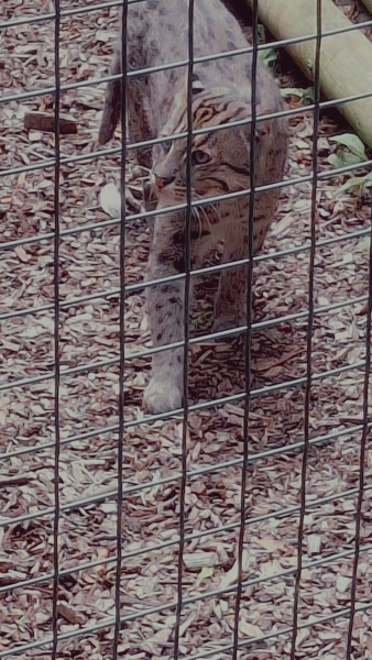 Thread 28 Starmer - Weodmonath