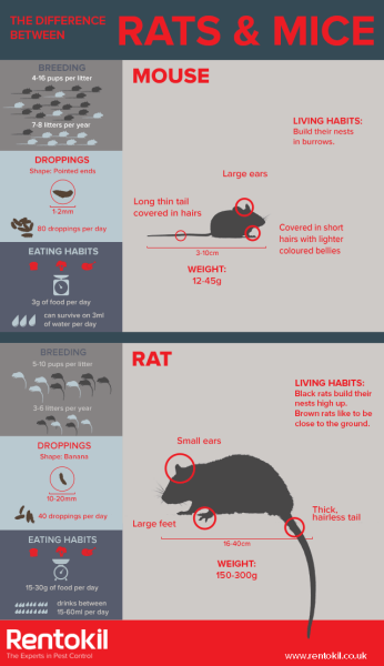Is this a mouse or a rat?