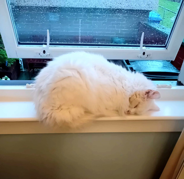 Chicken, Dreamies and Lickelix - the Excellent Cats form a disorderly queue