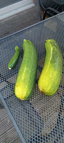 The Vegetable Patch 2024/2025