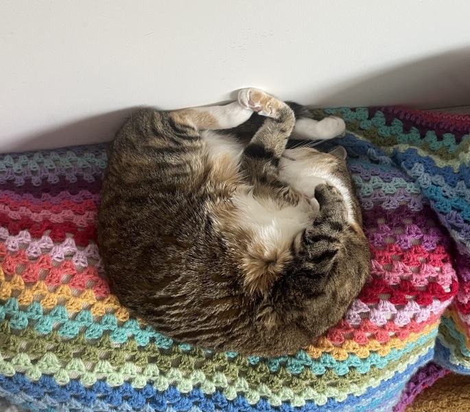 The One after the One where the Excellent Cats posed for a calendar