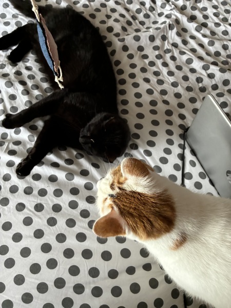 Chicken, Dreamies and Lickelix - the Excellent Cats form a disorderly queue