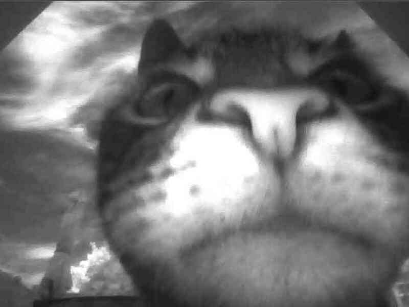 AI cat doors which bar entrance when cat has prey in mouth