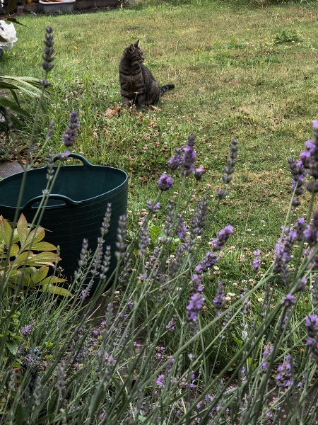 Thread 28 Starmer - Weodmonath