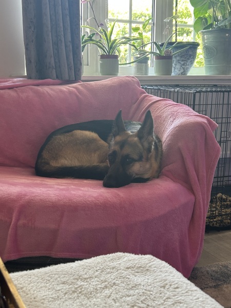 To not like dogs