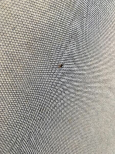 Has anyone actually got rid of bedbugs?