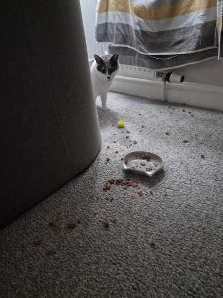 Cats a dickhead 🤣