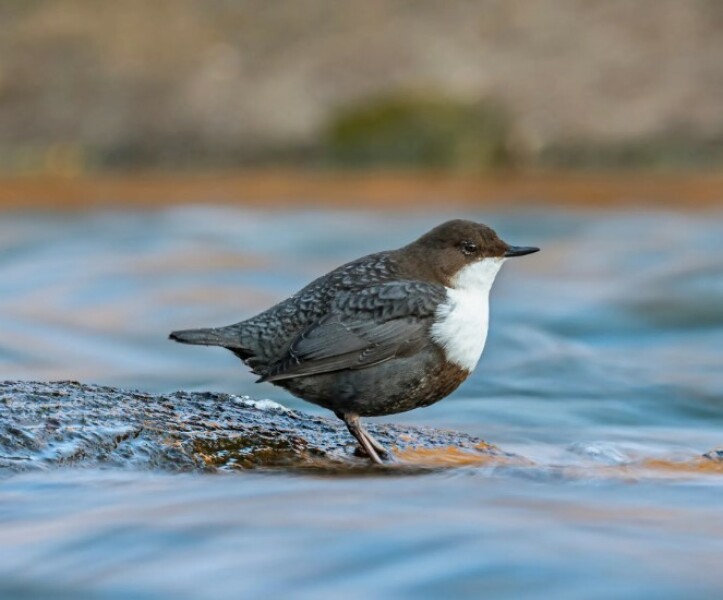Aww, the cutest little bird