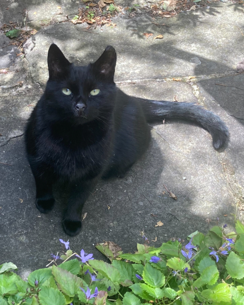 To ask how much a cat costs to keep?