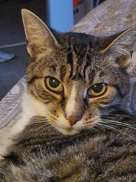 Chicken, Dreamies and Lickelix - the Excellent Cats form a disorderly queue