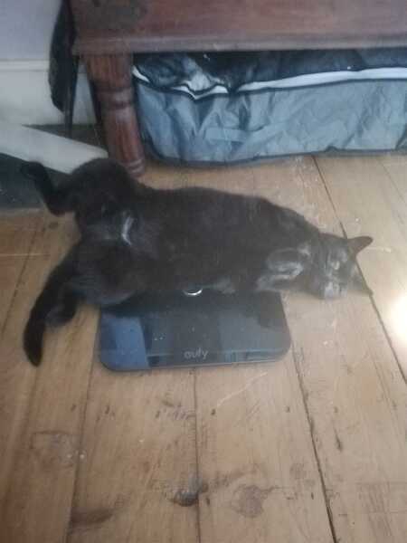 The One after the One where the Excellent Cats posed for a calendar