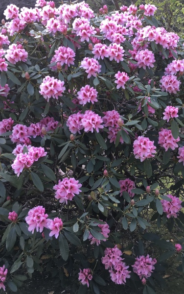 Thread 28 Starmer - Weodmonath