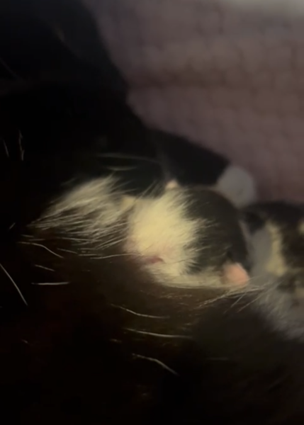 There is a pregnant cat in DD's bedroom