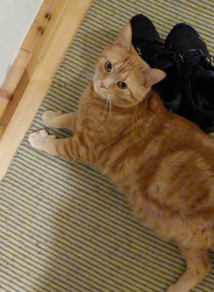 To think my cat is the perfect husband