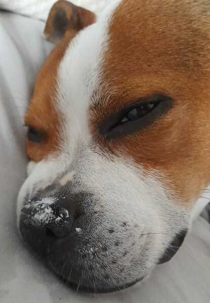 Dog snoring