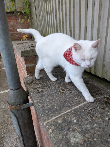 Chicken, Dreamies and Lickelix - the Excellent Cats form a disorderly queue