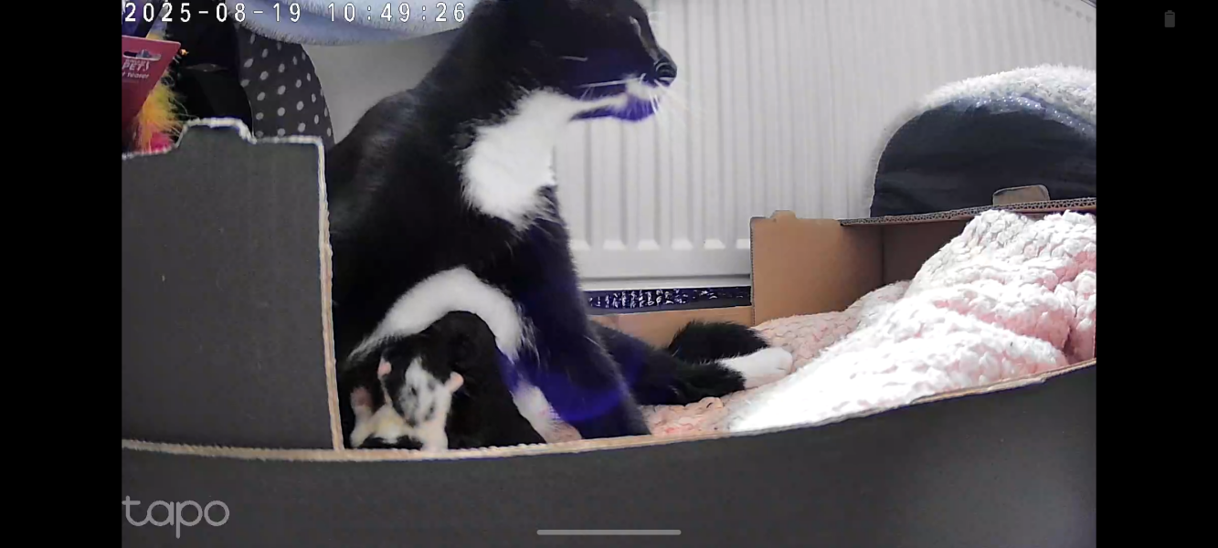 There is a pregnant cat in DD's bedroom
