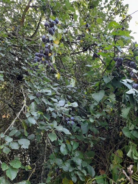 Can anybody identify these for me