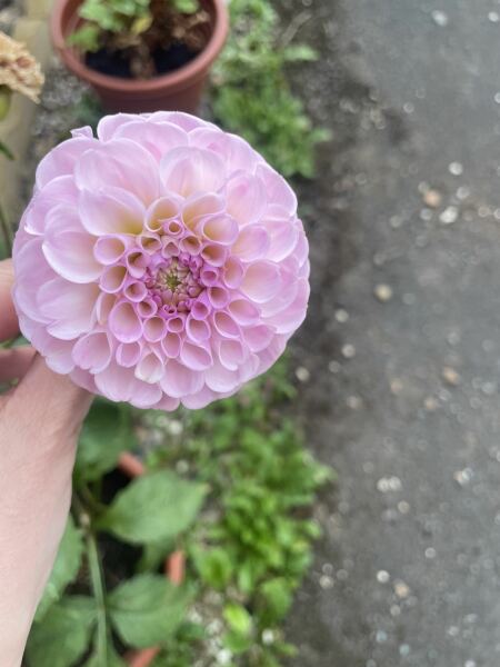 Who wants to look at my dahlias