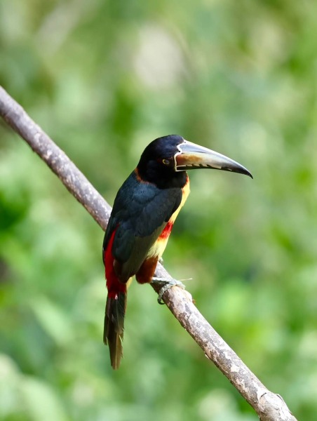 Thread 30 Starmer - Magic Roundabouts