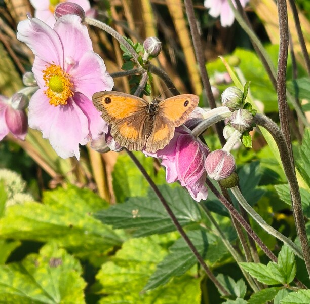 Thread 29 Starmer - Paint your Bandwagon