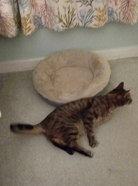 Chicken, Dreamies and Lickelix - the Excellent Cats form a disorderly queue