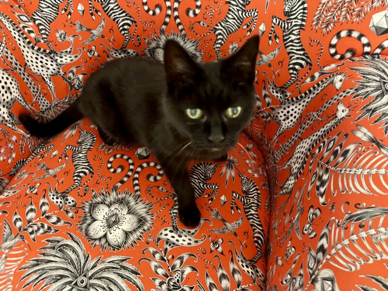 The One after the One where the Excellent Cats posed for a calendar