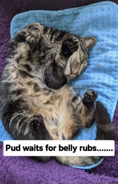 Chicken, Dreamies and Lickelix - the Excellent Cats form a disorderly queue