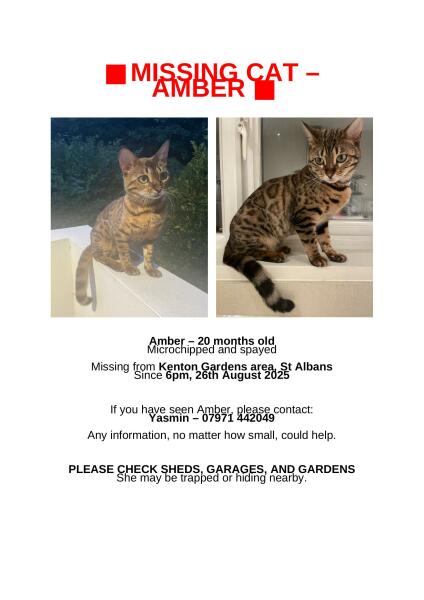 Missing Cat :(