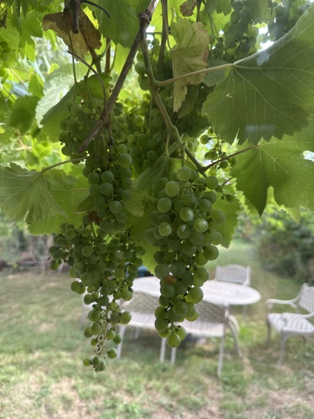 Are these grapes