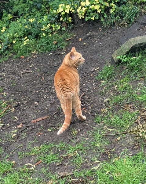 Would you mind if strangers stroked and petted your cat?