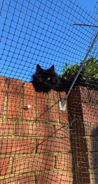 Cat proof fencing
