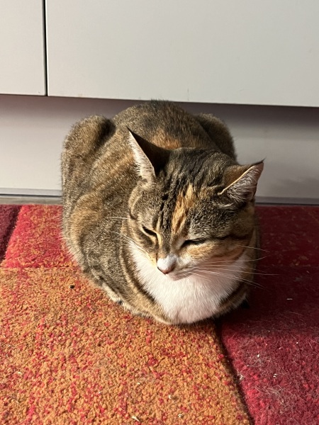 Chicken, Dreamies and Lickelix - the Excellent Cats form a disorderly queue