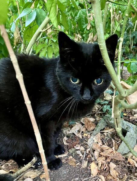 Chicken, Dreamies and Lickelix - the Excellent Cats form a disorderly queue