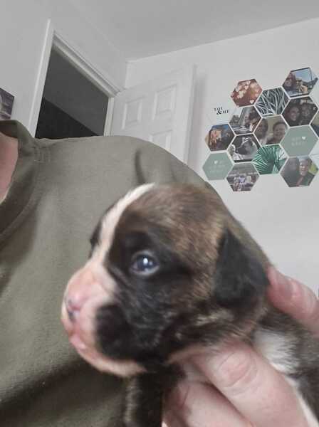 Struggling for puppy name.