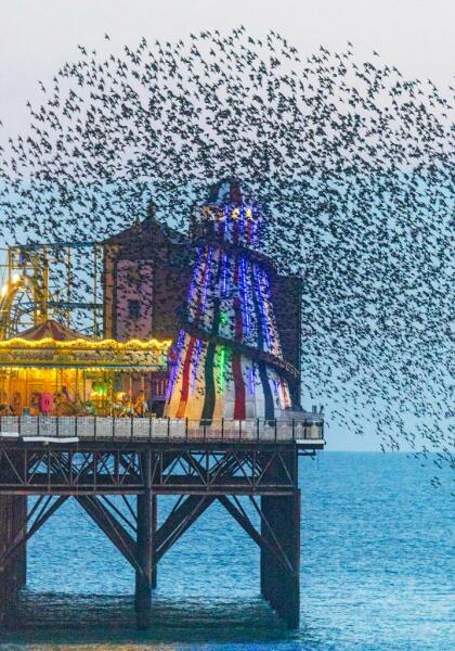 Thread 29 Starmer - Paint your Bandwagon