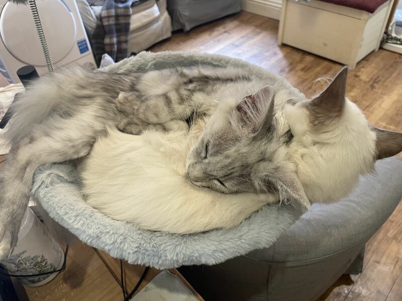 Two kittens- siblings but what sex